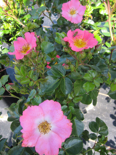 Rosa Pretty Girl2